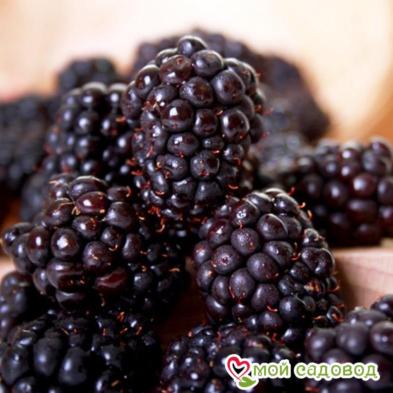 Ежевика кустовая "Торнфри"