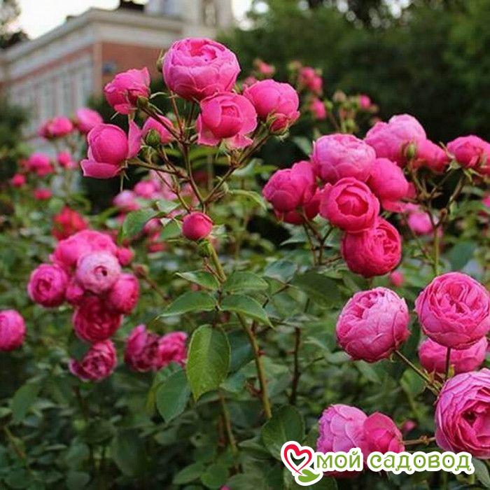 Роза Помпонелла