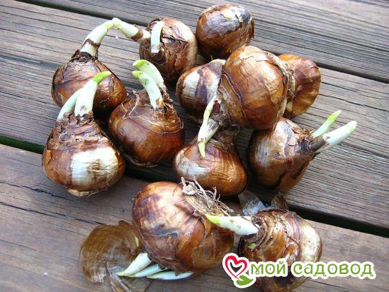 Нарцисс Оранж Санрайз